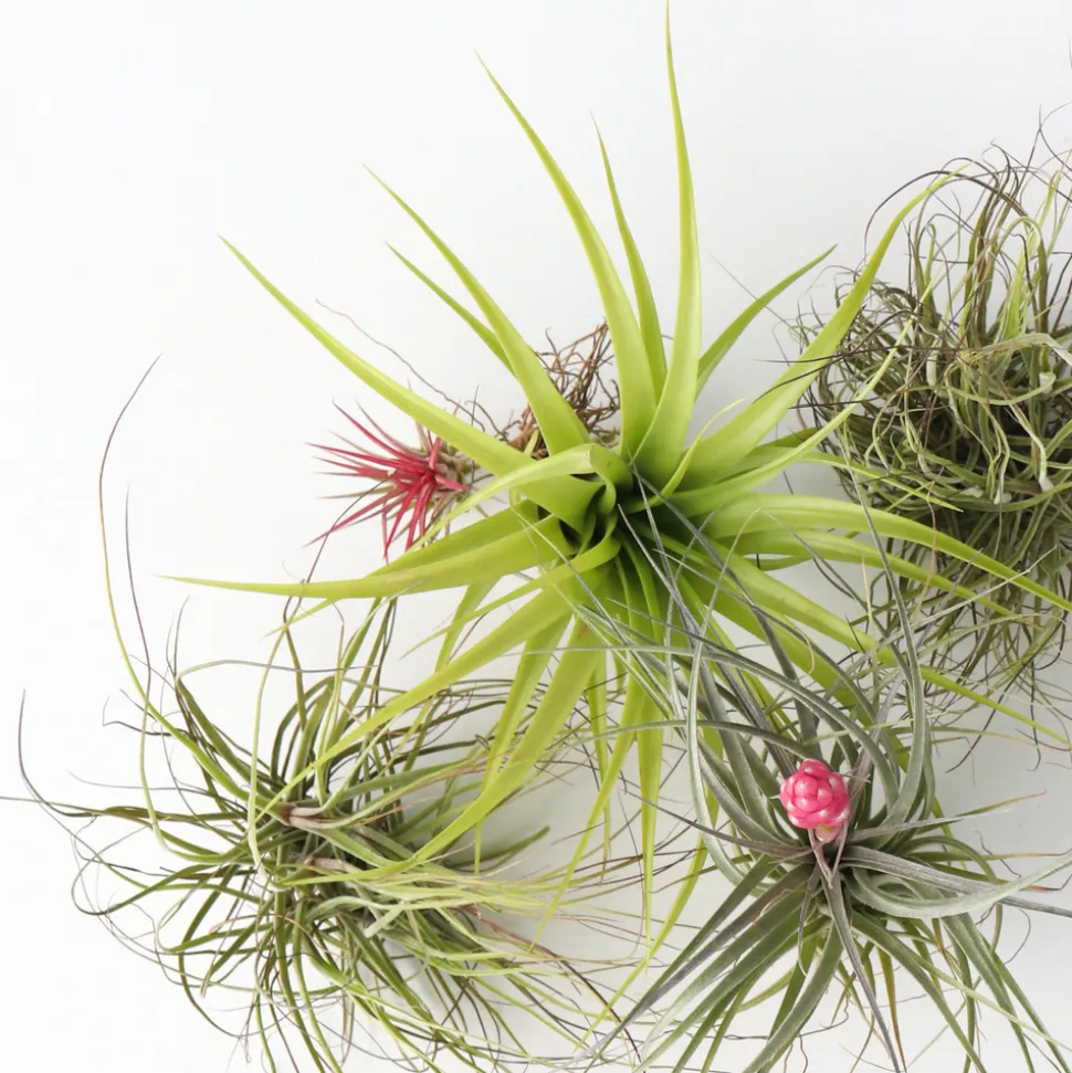 PLANT IN A BOX - Plante aérienne - set de 10 - tillandsia - hauteur 5-15cm - ⌀5cm