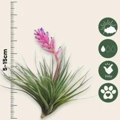 PLANT IN A BOX - Plante aérienne - set de 10 - tillandsia - hauteur 5-15cm - ⌀5cm