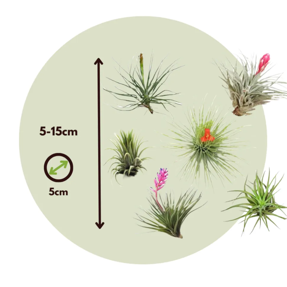 PLANT IN A BOX - Plante aérienne - set de 10 - tillandsia - hauteur 5-15cm - ⌀5cm