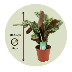 PLANT IN A BOX - Plante dormeuse - ctenanthe 'burle-marxii' - hauteur 30-40cm - ⌀14cm