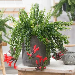 PLANT IN A BOX - Plante rouge à lèvres - aeschynanthus pulcher - hauteur 20-30cm - ⌀15cm