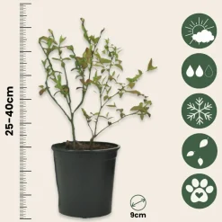 PLANT IN A BOX - Plantes fruitières - set de 4 - actinidia, vaccinium, lycium - h25-40cm - ⌀9cm