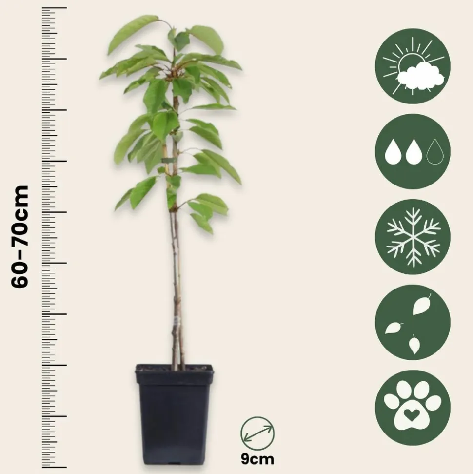 PLANT IN A BOX - Pommier - set de 6 - malus - hauteur 60-70cm - ⌀9cm