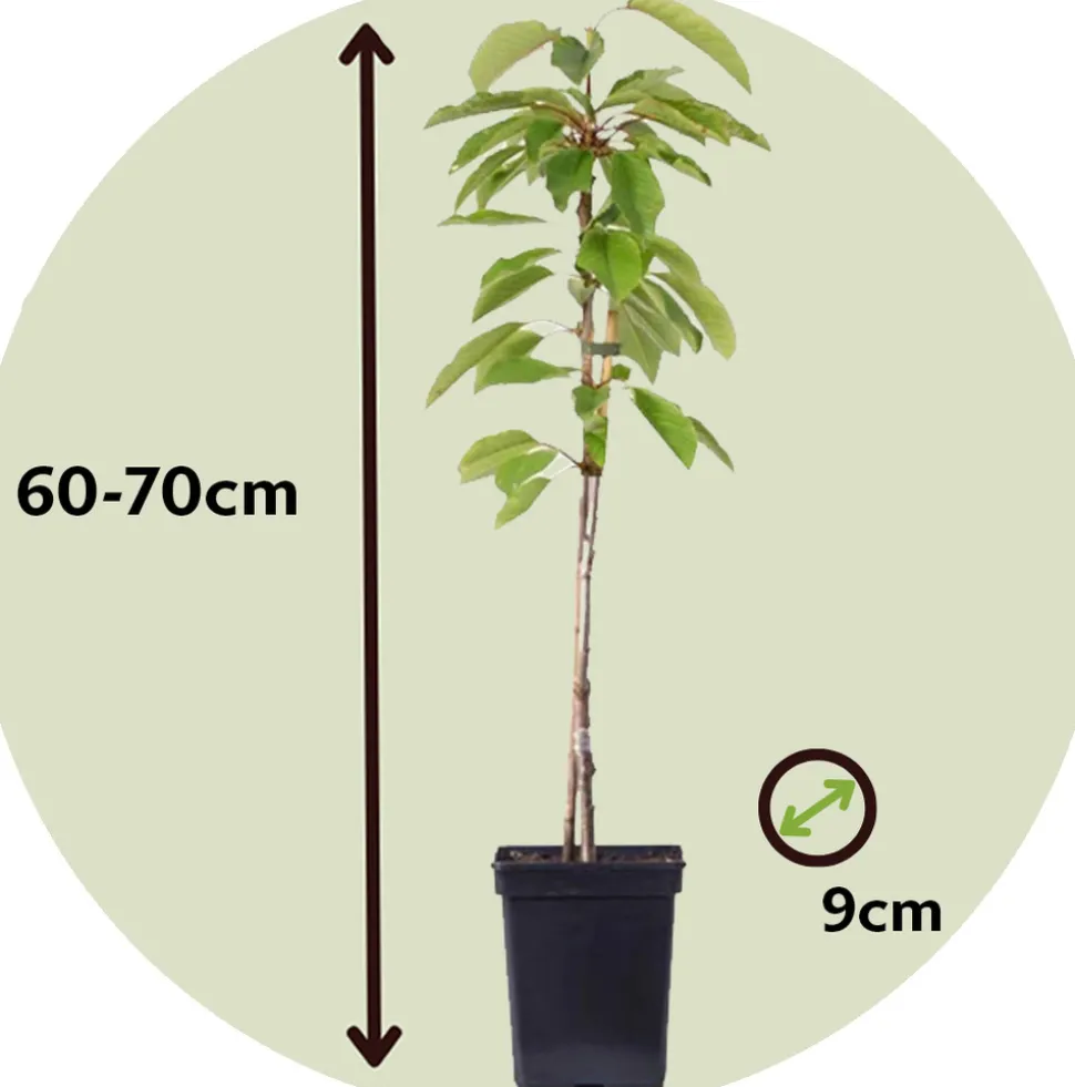 PLANT IN A BOX - Pommier - set de 6 - malus - hauteur 60-70cm - ⌀9cm