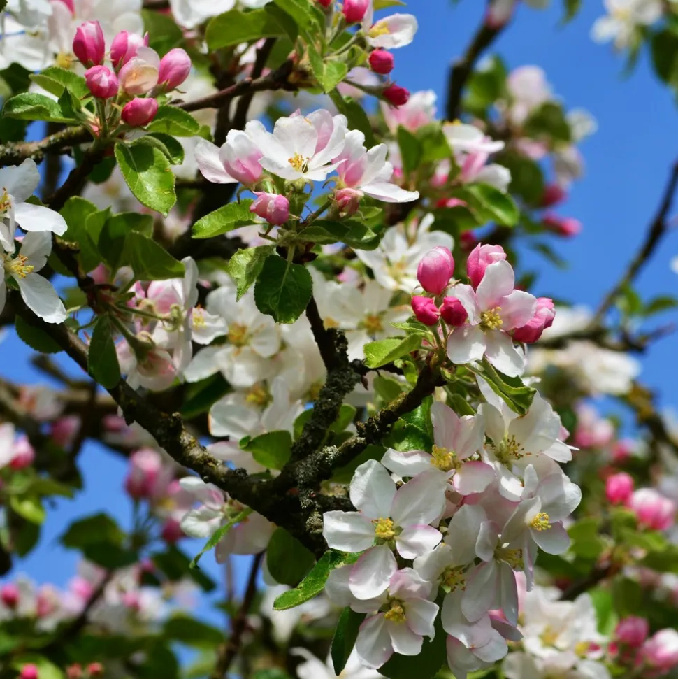 PLANT IN A BOX - Pommier - set de 2 - malus - hauteur 60-70cm - ⌀17cm