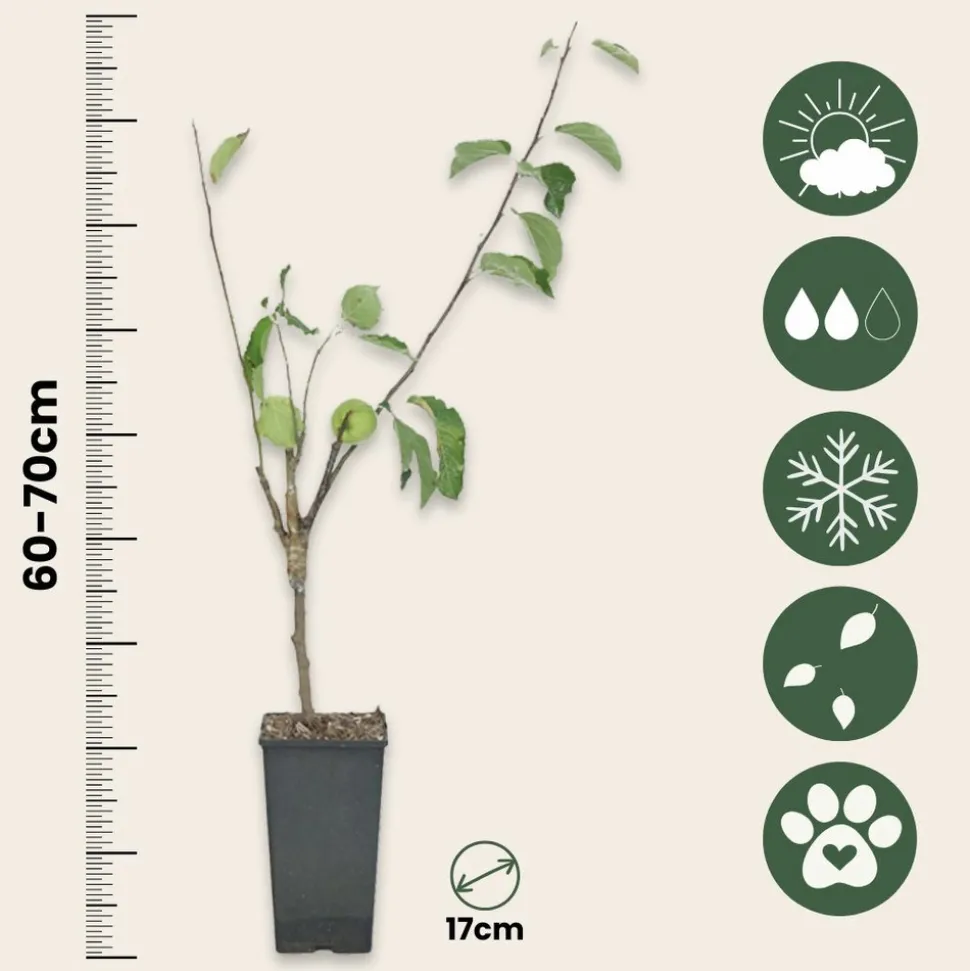 PLANT IN A BOX - Pommier - set de 2 - malus - hauteur 60-70cm - ⌀17cm