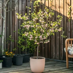 PLANT IN A BOX - Prunier pêches - set de 2 - prunus persica 'saturne' - hauteur 60-70cm - ⌀15cm