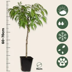 PLANT IN A BOX - Prunier pêches - set de 2 - prunus persica 'saturne' - hauteur 60-70cm - ⌀15cm