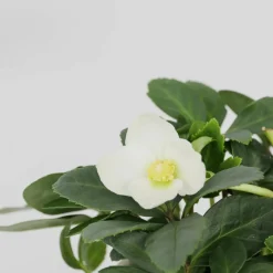 PLANT IN A BOX - Rose de noël - set de 6 - helleborus niger 'mont blanc' - h20-30cm - ⌀12cm