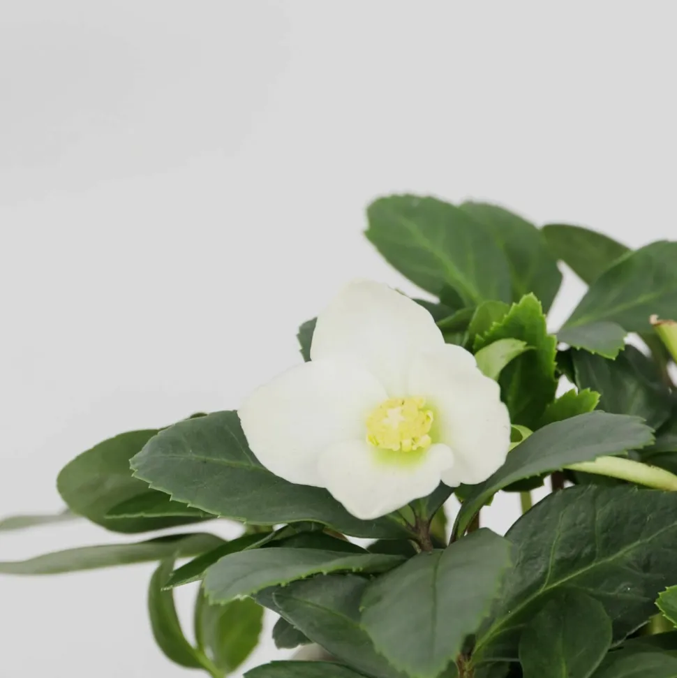 PLANT IN A BOX - Rose de noël - set de 6 - helleborus niger 'mont blanc' - h20-30cm - ⌀12cm