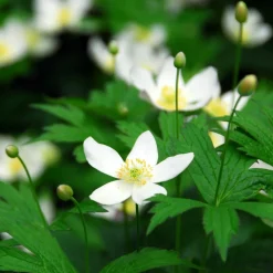 PLANT IN A BOX - Rose de noël - set de 6 - helleborus niger 'mont blanc' - h20-30cm - ⌀12cm