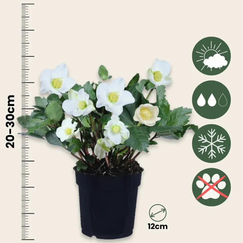 PLANT IN A BOX - Rose de noël - set de 6 - helleborus niger 'mont blanc' - h20-30cm - ⌀12cm
