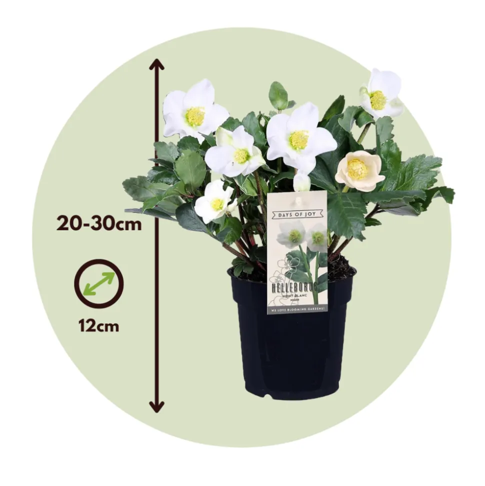 PLANT IN A BOX - Rose de noël - set de 6 - helleborus niger 'mont blanc' - h20-30cm - ⌀12cm