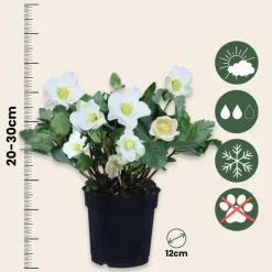 PLANT IN A BOX - Rose de noël - set de 3 - helleborus niger 'mont blanc' - h20-30cm - ⌀12cm