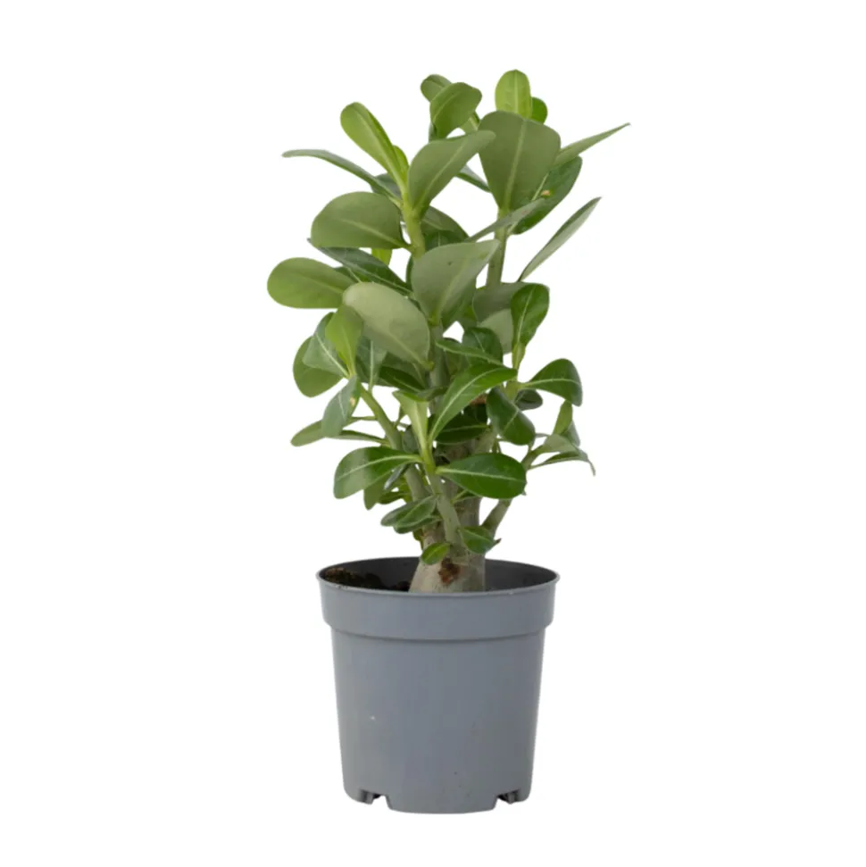 PLANT IN A BOX - Rose du désert - adenium obesum - hauteur 25-40cm - ⌀10,5cm