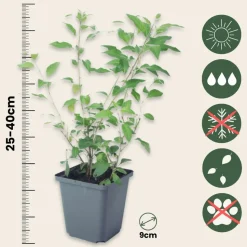 PLANT IN A BOX - Solanum - set de 3 - lycianthes rantonnetii - hauteur 25-40cm - ⌀9cm