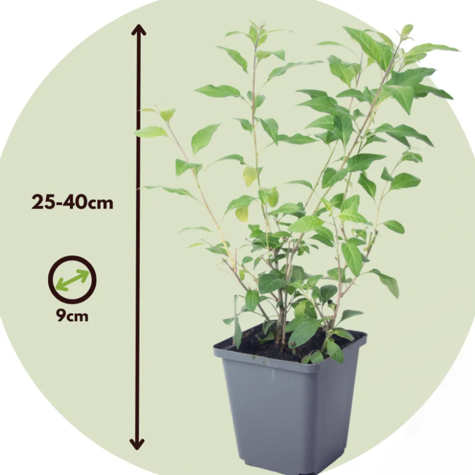 PLANT IN A BOX - Solanum - set de 6 - lycianthes rantonnetii - hauteur 25-40cm - ⌀9cm