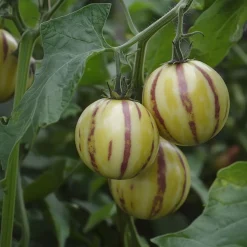 PLANT IN A BOX - Tomatillo - set de 3 - solanum muricatum 'pepino gold' - hauteur 25-40cm - ⌀9cm