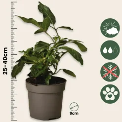 PLANT IN A BOX - Tomatillo - set de 3 - solanum muricatum 'pepino gold' - hauteur 25-40cm - ⌀9cm