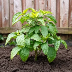 PLANT IN A BOX - Tomatillo - set de 6 - solanum muricatum 'pepino gold' - hauteur 25-40cm - ⌀9cm