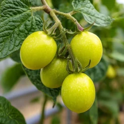 PLANT IN A BOX - Tomatillo - set de 6 - solanum muricatum 'pepino gold' - hauteur 25-40cm - ⌀9cm