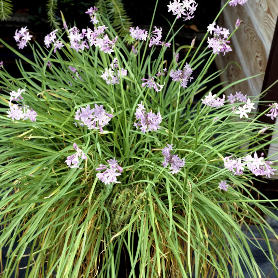 PLANT IN A BOX - Tulbaghie - set de 3 - tulbaghia violacea - hauteur 15-25cm - ⌀9cm