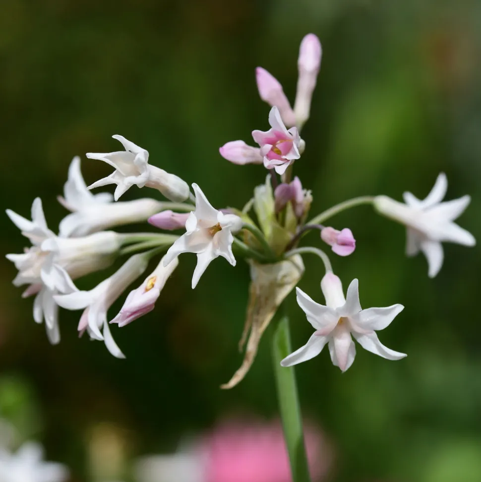 PLANT IN A BOX - Tulbaghie - set de 3 - tulbaghia violacea - hauteur 15-25cm - ⌀9cm