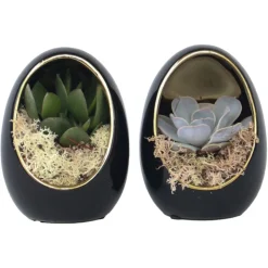 PLANT IN A BOX - Œuf noir d'or - set de 2 - echeveria lilacina - hauteur 12cm