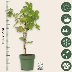 PLANT IN A BOX - Vigne à raisin - vitis vinifera ‘himrod’ - hauteur 60-75cm - ⌀21cm