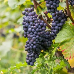 PLANT IN A BOX - Vigne à raisin - vitis vinifera ‘nero’ - hauteur 60-75cm - ⌀21cm