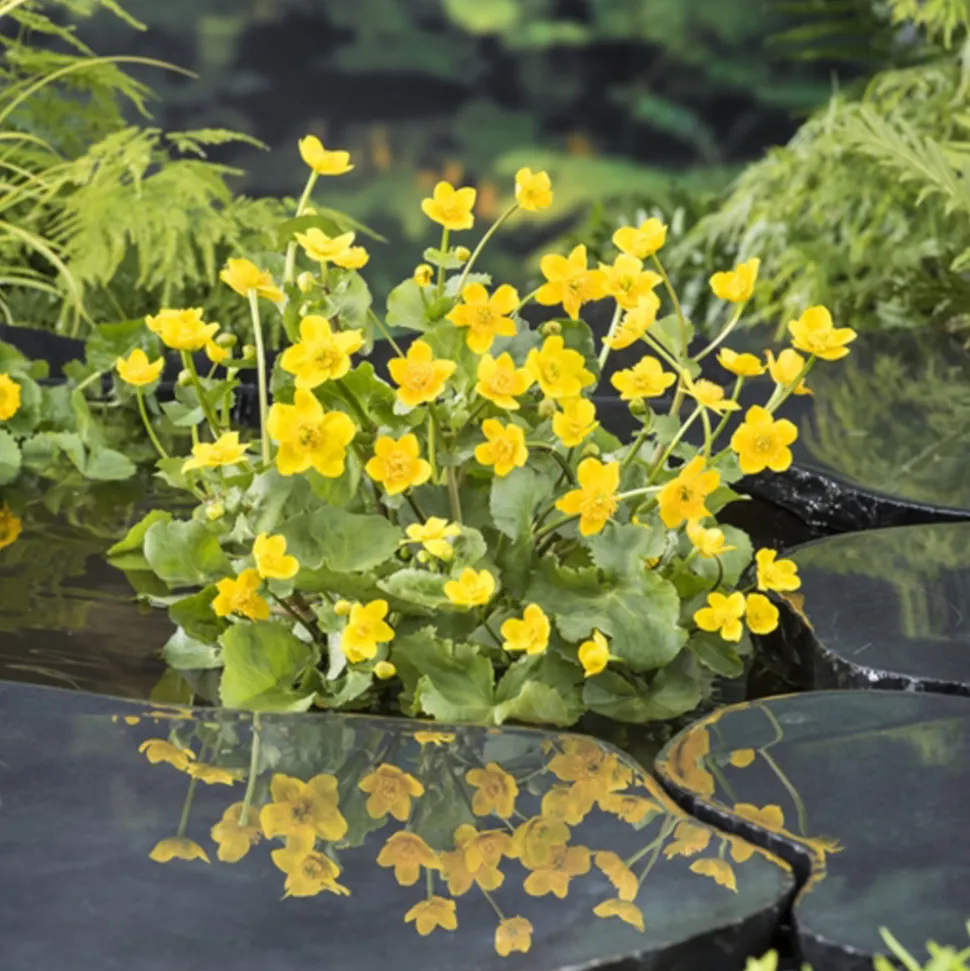 Plante aquatique pour bordure de bassin - Pot 9cm