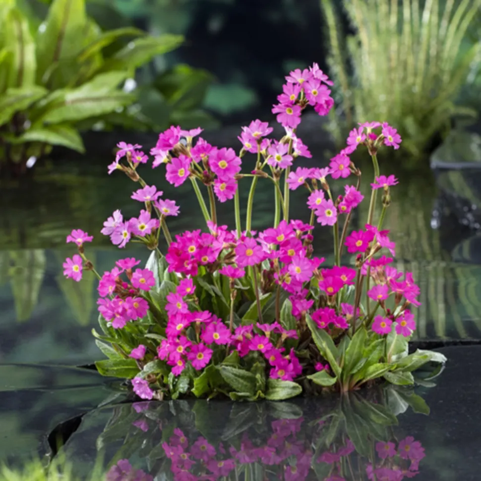 Plante aquatique pour bordure de bassin - Pot 9cm