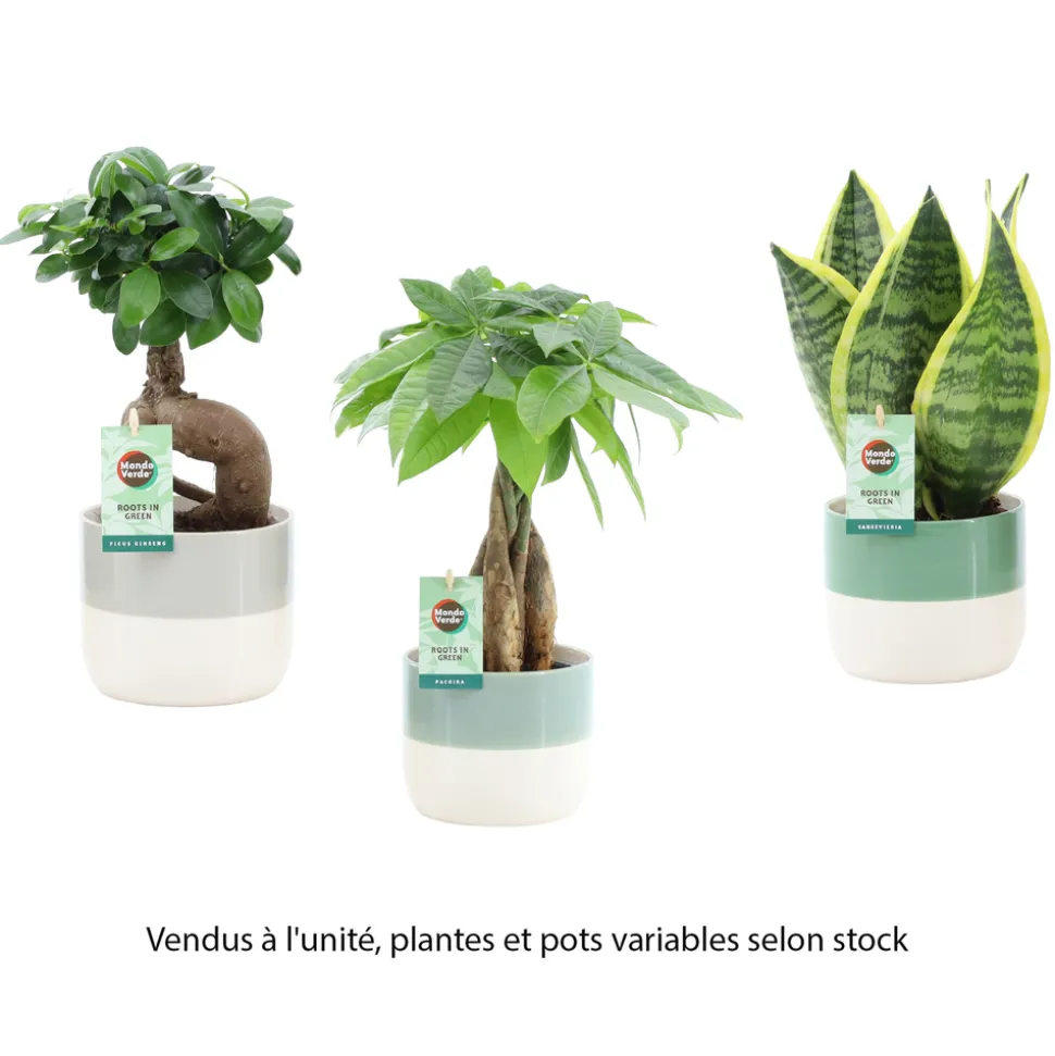 Plante verte mix, variétés variables : cache-pot D.13cm - H.30/35cm