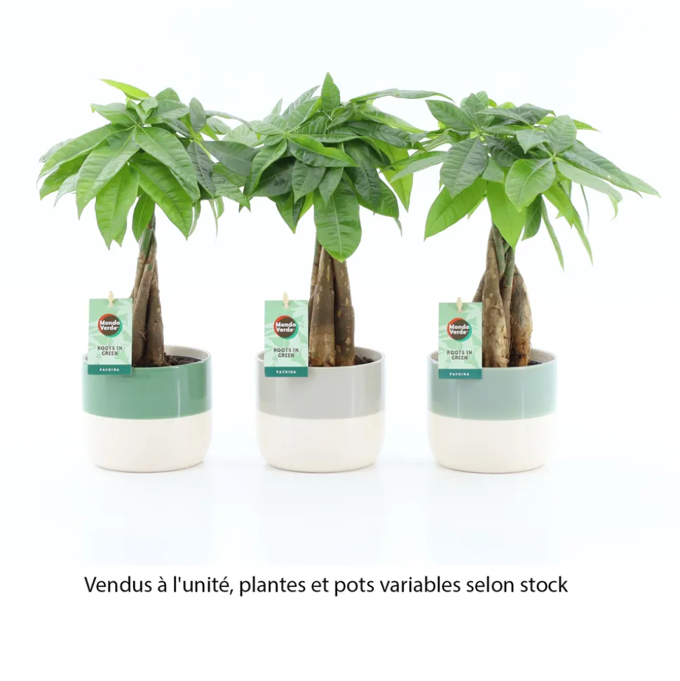 Plante verte mix, variétés variables : cache-pot D.13cm - H.30/35cm