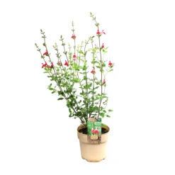 Plante vivace résistante - Pot 1,6L
