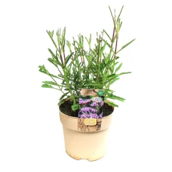 Plante vivace résistante - Pot 1,6L