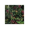 PLANTES AVENUE - Angélique rouge/[-]godet - 5/20 cm