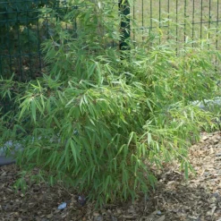 PLANTES AVENUE - Bambou non traçant/[-]pot de 4l - 40/60 cm