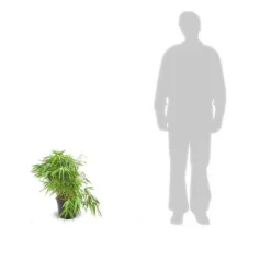 PLANTES AVENUE - Bambou non traçant/[-]pot de 3l - 20/40 cm