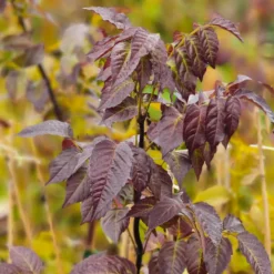 PLANTES AVENUE - Bignone ebony & red® 'mincamroug13'/[-]pot de 3l - echelle bambou 60/120 cm