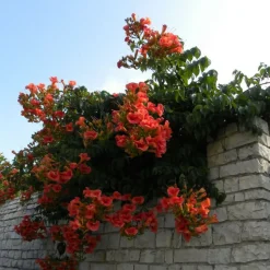 PLANTES AVENUE - Bignone x tagliabuana madame galen/[-]pot de 1,5l - tuteur bambou 30/60 cm