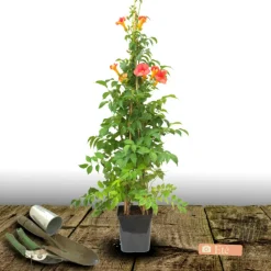 PLANTES AVENUE - Bignone x tagliabuana madame galen/[-]pot de 1,5l - tuteur bambou 30/60 cm