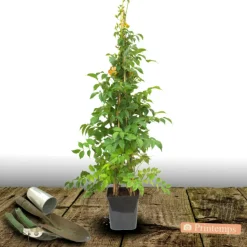 PLANTES AVENUE - Bignone x tagliabuana madame galen/[-]pot de 1,5l - tuteur bambou 30/60 cm