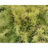 PLANTES AVENUE - Cèdre de l'himalaya lime glow/[-]pot de 3l - 40/60 cm
