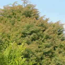 PLANTES AVENUE - Cèdre du japon elegans/[-]pot de 10l - 80/120 cm