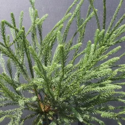 PLANTES AVENUE - Cèdre du japon araucarioides/[-]pot de 15l - 60/80 cm