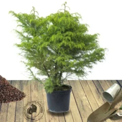 PLANTES AVENUE - Cèdre du japon elegans/[-]pot de 12l - 80/100 cm