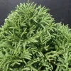 PLANTES AVENUE - Cèdre du japon globosa nana/[-]pot de 12l - 40/60 cm