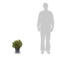 PLANTES AVENUE - Cèdre du japon bandai sugi/[-]pot de 5l - 40/60 cm
