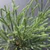 PLANTES AVENUE - Cèdre du japon araucarioides/[-]pot de 5l - 40/60 cm